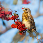 Nature Tales Fieldfare - Blank Card