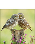 Little Owls - Nature Tales blank card