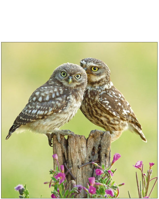 Little Owls - Nature Tales blank card