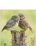 Little Owls - Nature Tales blank card