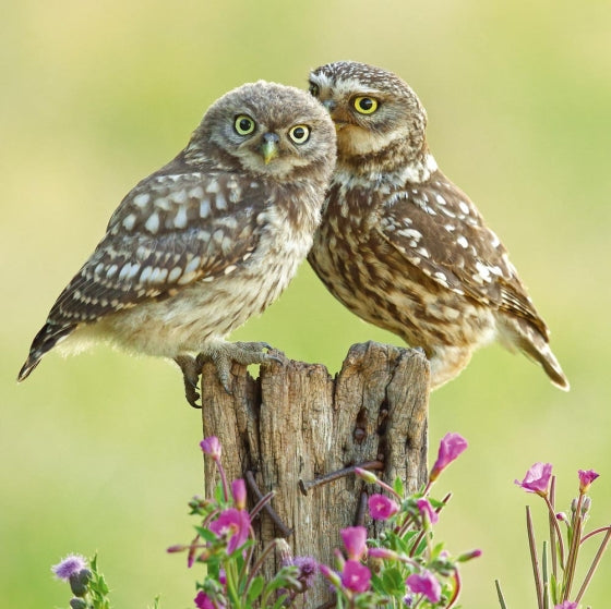 Little Owls - Nature Tales blank card