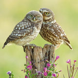 Little Owls - Nature Tales blank card