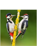 Great Spotted Woodpecker - Nature Tales blank card