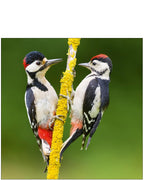 Great Spotted Woodpecker - Nature Tales blank card