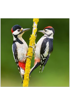 Great Spotted Woodpecker - Nature Tales blank card