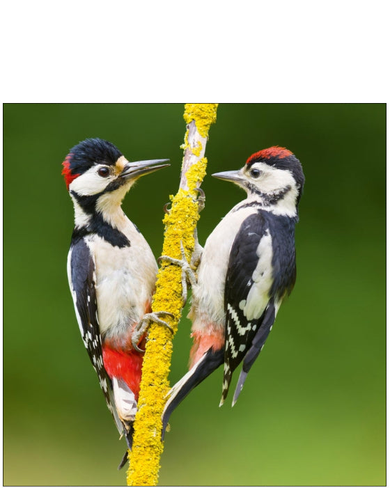 Great Spotted Woodpecker - Nature Tales blank card