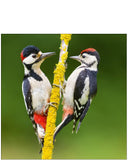 Great Spotted Woodpecker - Nature Tales blank card