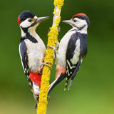Great Spotted Woodpecker - Nature Tales blank card