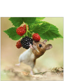 Woodmouse and berries - Nature Tales blank card