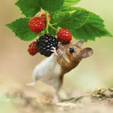 Woodmouse and berries - Nature Tales blank card