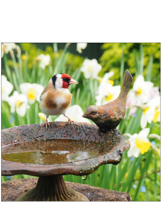 Goldfinch - Nature Tales blank card