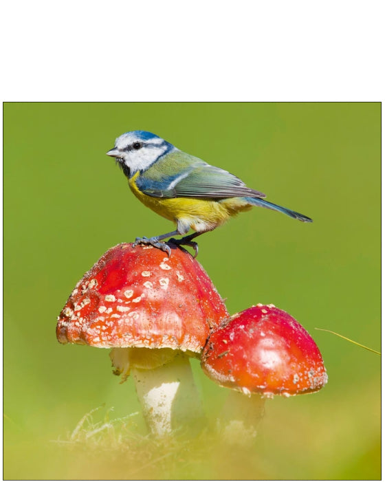 Blue Tit - Nature Tales blank card