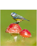 Blue Tit - Nature Tales blank card