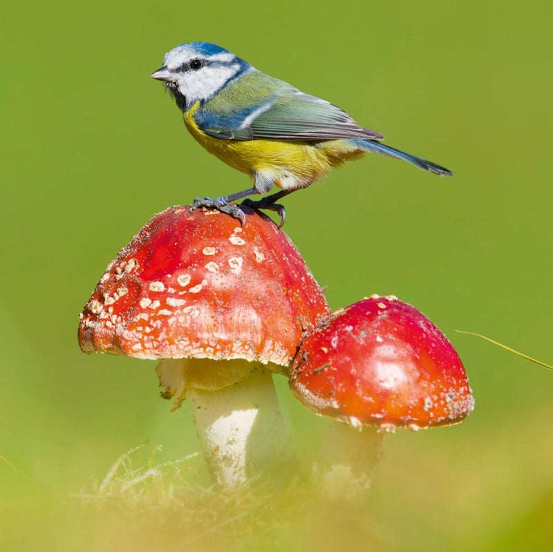 Blue Tit - Nature Tales blank card