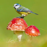 Blue Tit - Nature Tales blank card