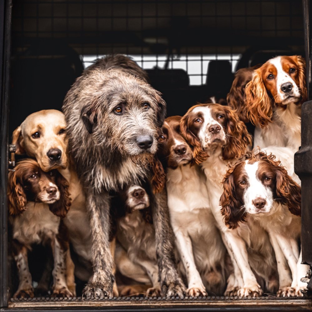 Game dogs - Pack of 6 notelets