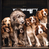 Game dogs - Pack of 6 notelets