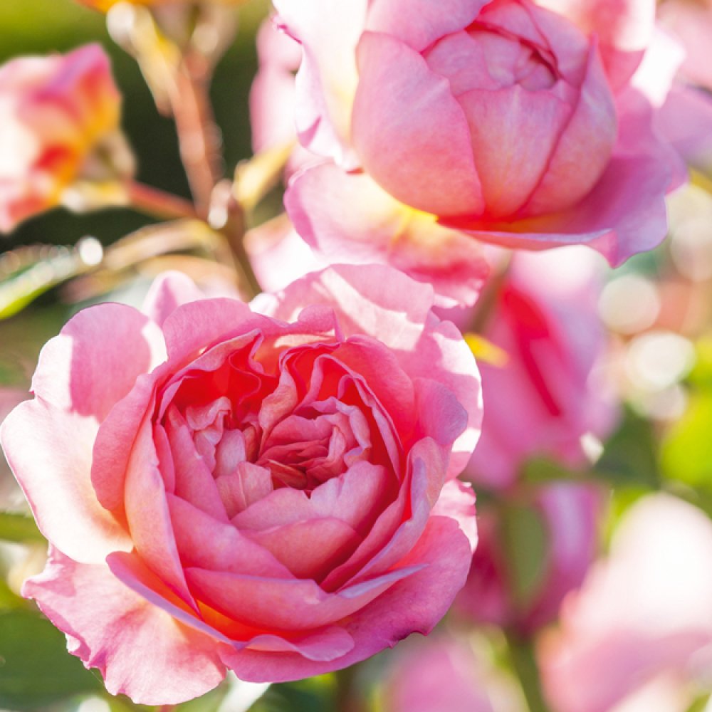 Shrub roses - Pack of 6 notelets – Nickery Nook
