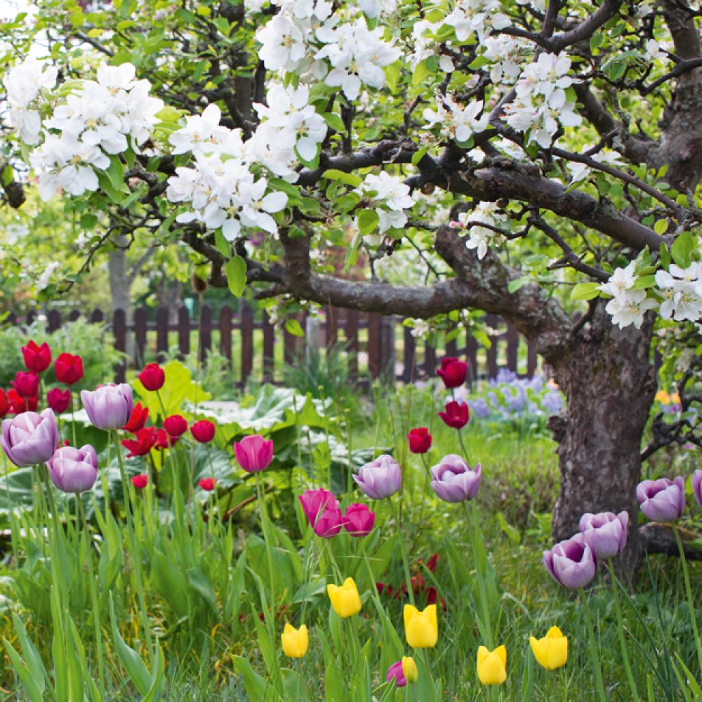 Garden with tulips - Pack of 6 blank notelets