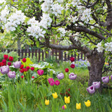 Garden with tulips - Pack of 6 blank notelets