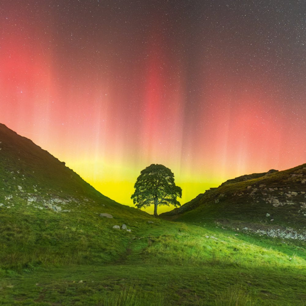 Sycamore Gap - Pack of 6 Blank notelets