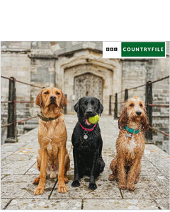 Labradors and Cockapoo - BBC Countryfile card