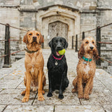 Labradors and Cockapoo - BBC Countryfile card