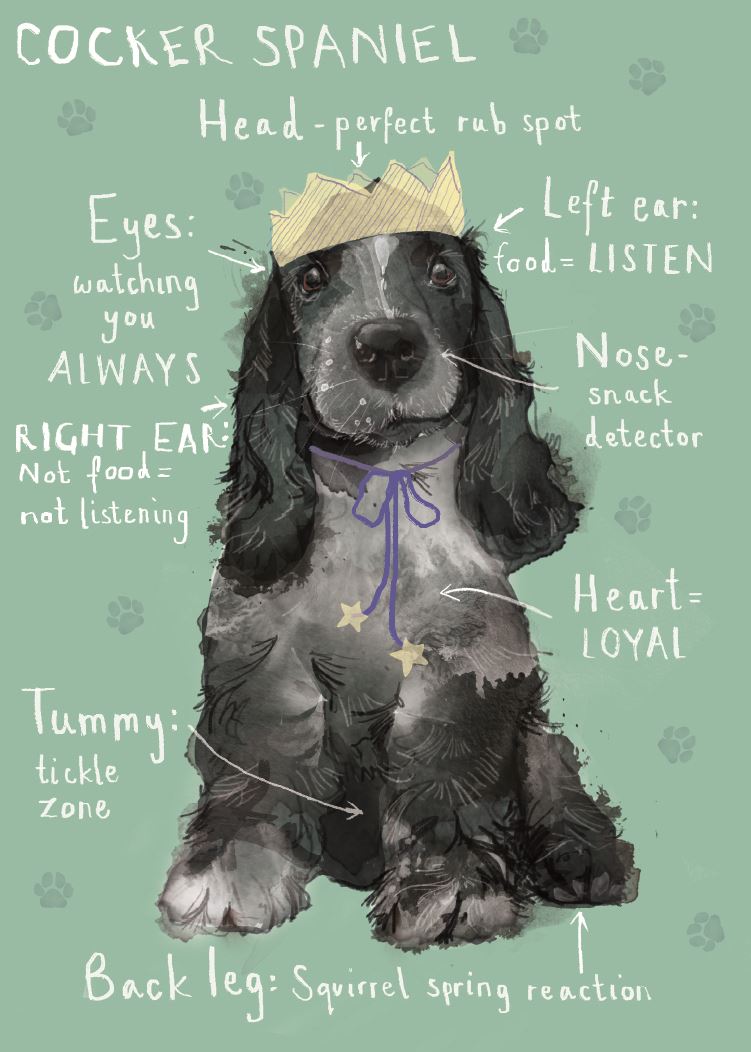 Cocker Spaniel Birthday card