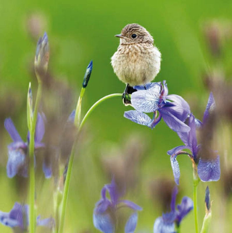 Young Stonechat - RSPB greetings card