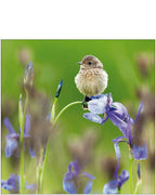 Young Stonechat - RSPB greetings card