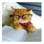 Bookworm cat - Cattitude greetings card