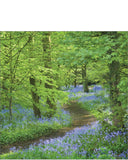 This blank card from the National Trust features a photograph of a bluebell carpet in the woodland to the west of the house at Speke Hall, Merseyside. Walking through the garden paths you will likely hear the many resident birds, including chiffchaffs and woodpeckers, in full voice.