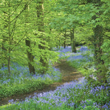 Bluebells at Speke Hall, Merseyside - National Trust greetings card