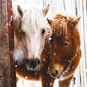 Horses in the Snow - RSPCA Christmas card