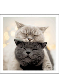 Daydreaming cats - Cattitude greetings card