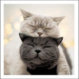 Daydreaming cats - Cattitude greetings card