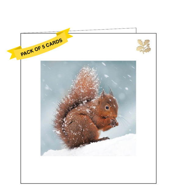 This pack of charity Christmas cards includes 5 cards of one design. The front of the cards is decorated with a small photograph of a red squirrel in the snow. The rest of the card is pure white, with an embossed golden National Trust symbol in the top right corner.