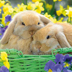 Two Easter Bunnies - Pack of 4 Easter cards