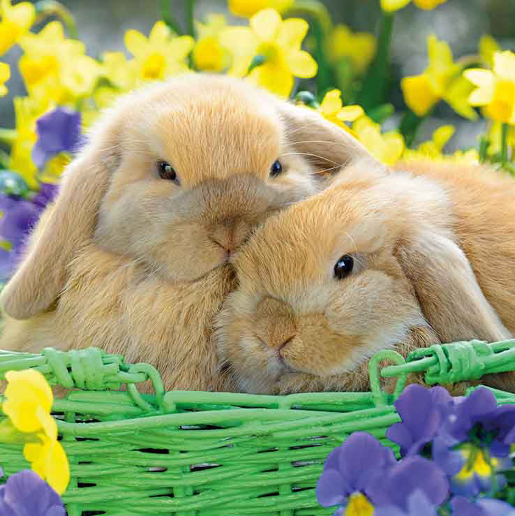 Two Easter Bunnies - Pack of 4 Easter cards
