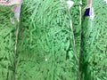 Light Green - Shredded Tissue