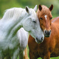 RSPCA Horses - Blank Card