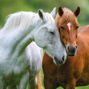 Horses  - RSPCA blank card