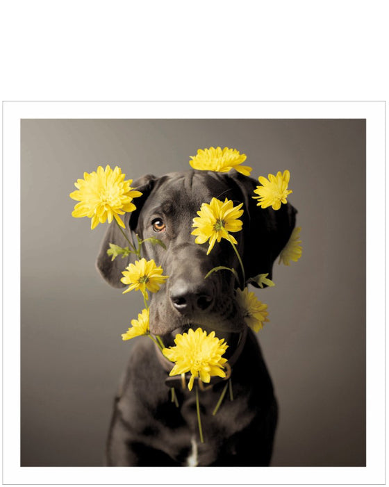 Arlo, Flower Power - Loose Leashes greetings card
