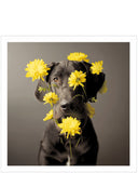 Arlo, Flower Power - Loose Leashes greetings card