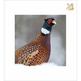 Pheasant in the snow - Pack of 5 National Trust Christmas cards