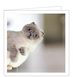 This adorable blank card features a photograph of a grey cat with probably the strangest expression ever seen. 