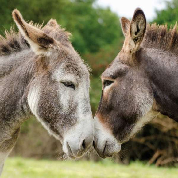Two donkeys  - RSPCA blank card
