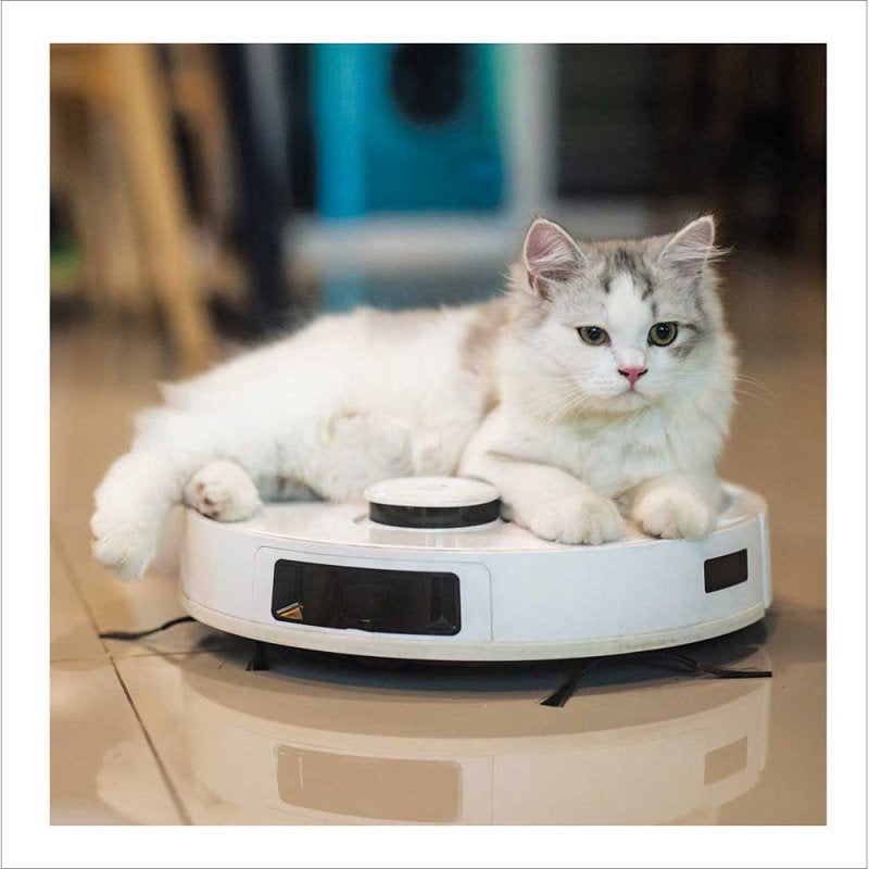 Cleanopatra - Cattitude greetings card