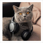 Easy Listening - Cattitude greetings card