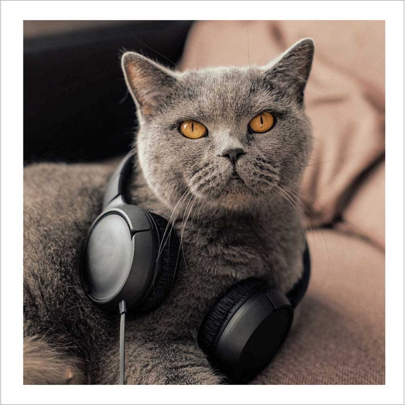 Easy Listening - Cattitude greetings card